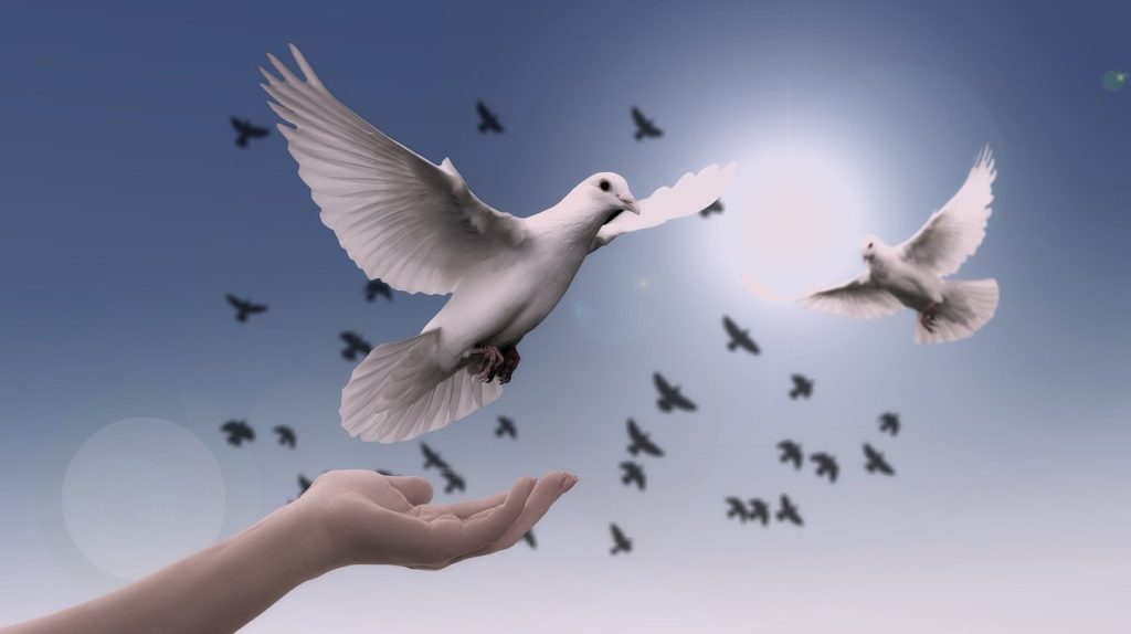 freedom-dove – Liberation Project Online